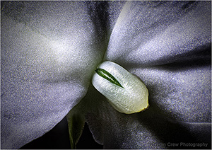 White Flower